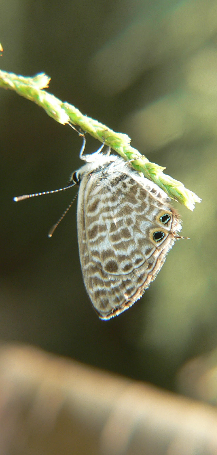 Leptotes pirithous