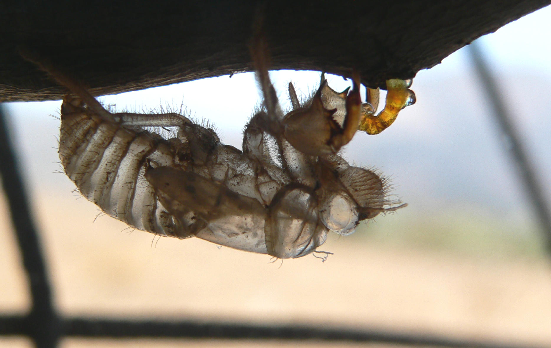 Esuvia di Cicada orni