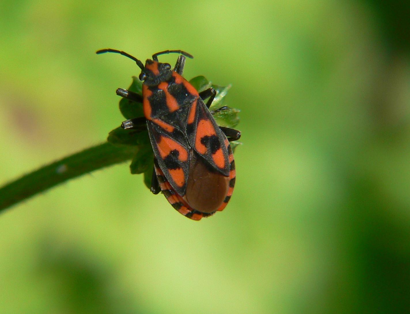 Spilostethus saxatilis