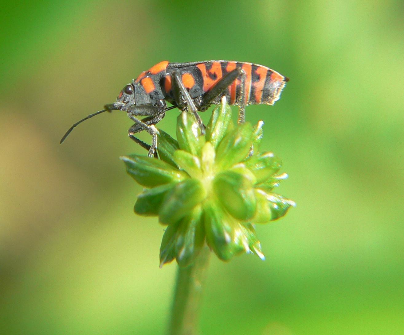 Spilostethus saxatilis