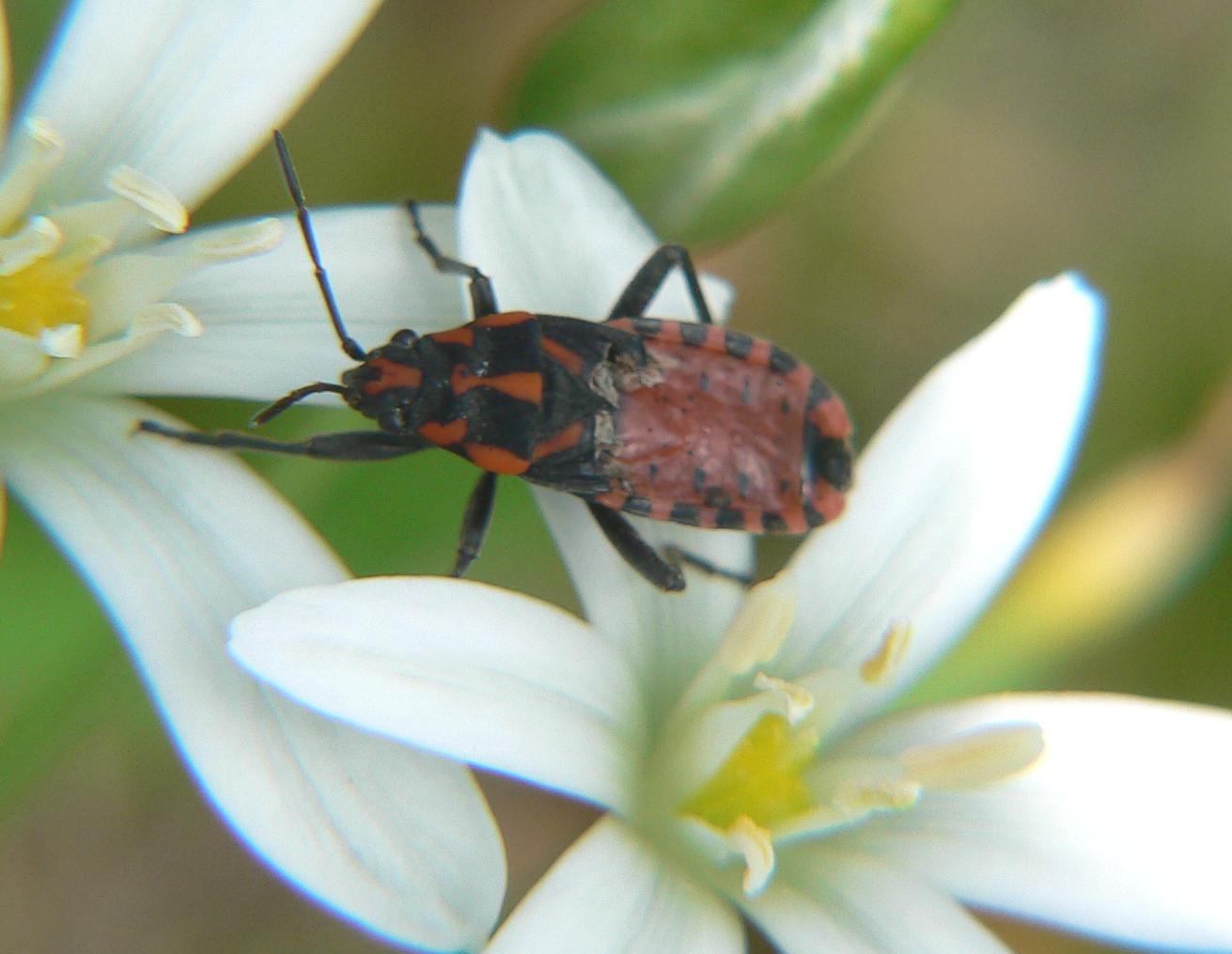 Spilostethus saxatilis