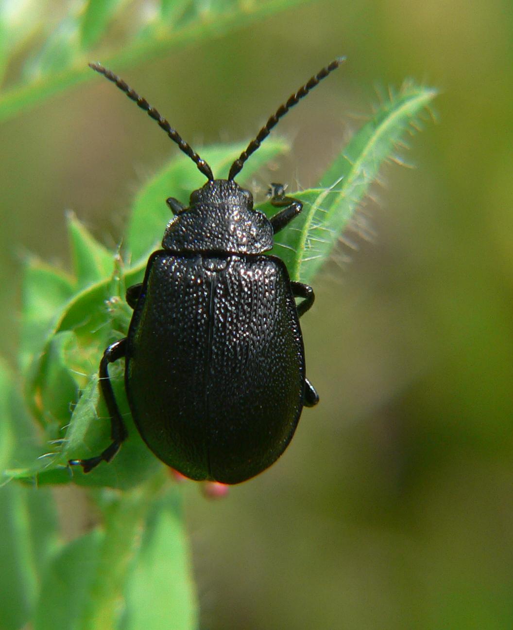 Coleoptera - Galeruca tanaceti