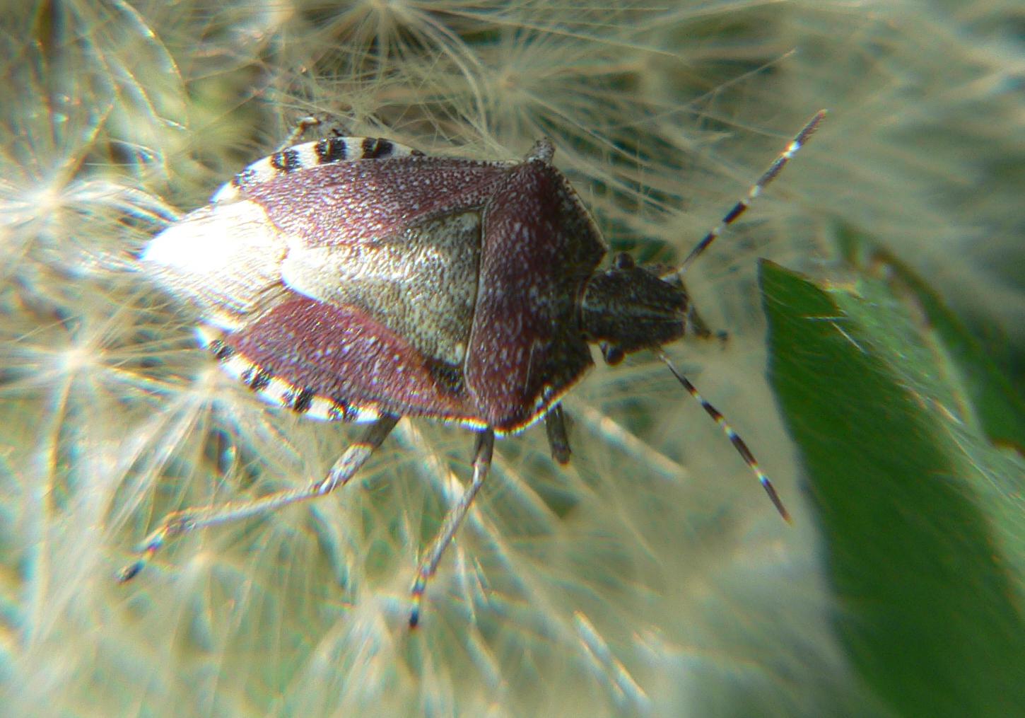 Dolycoris baccarum