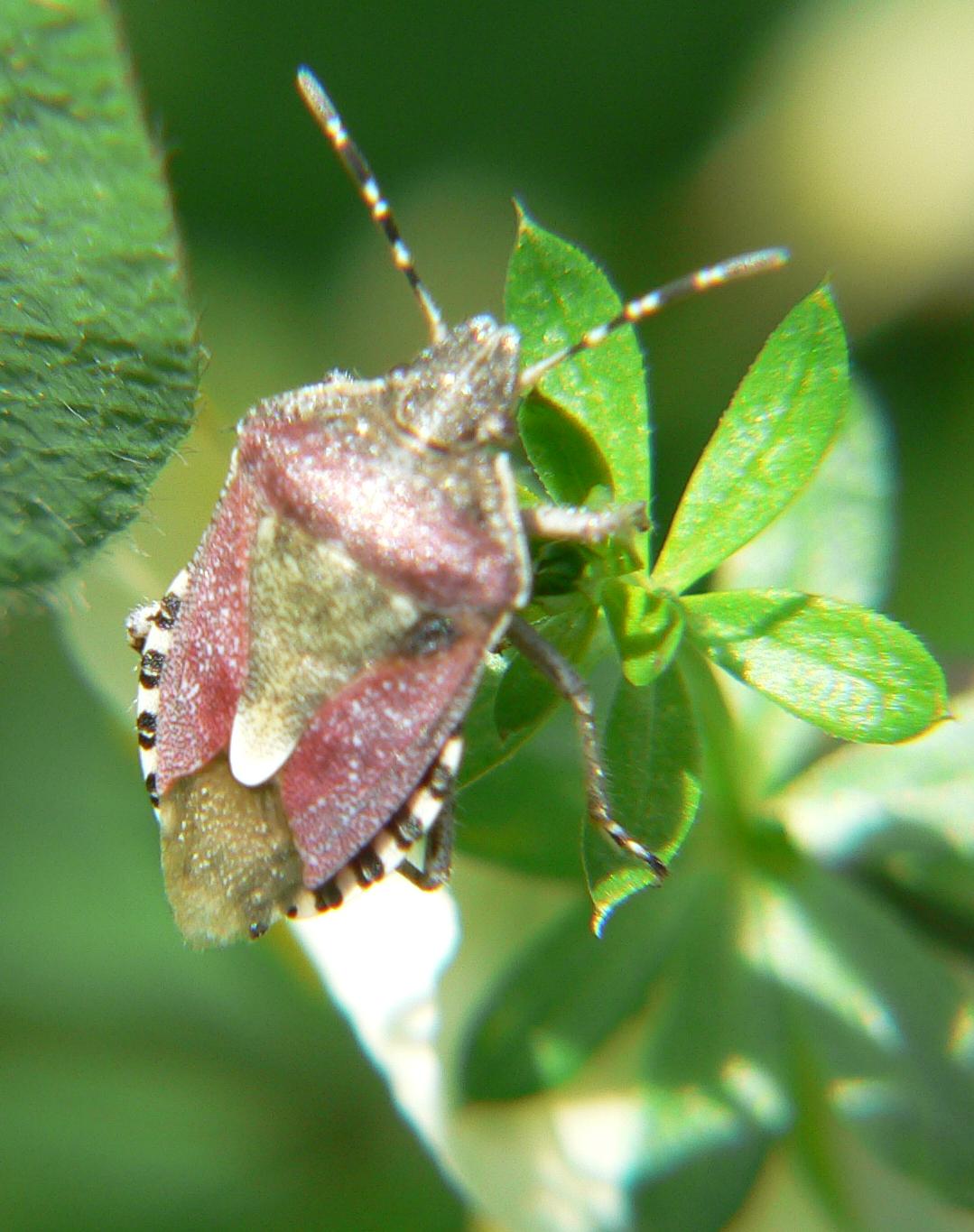 Dolycoris baccarum