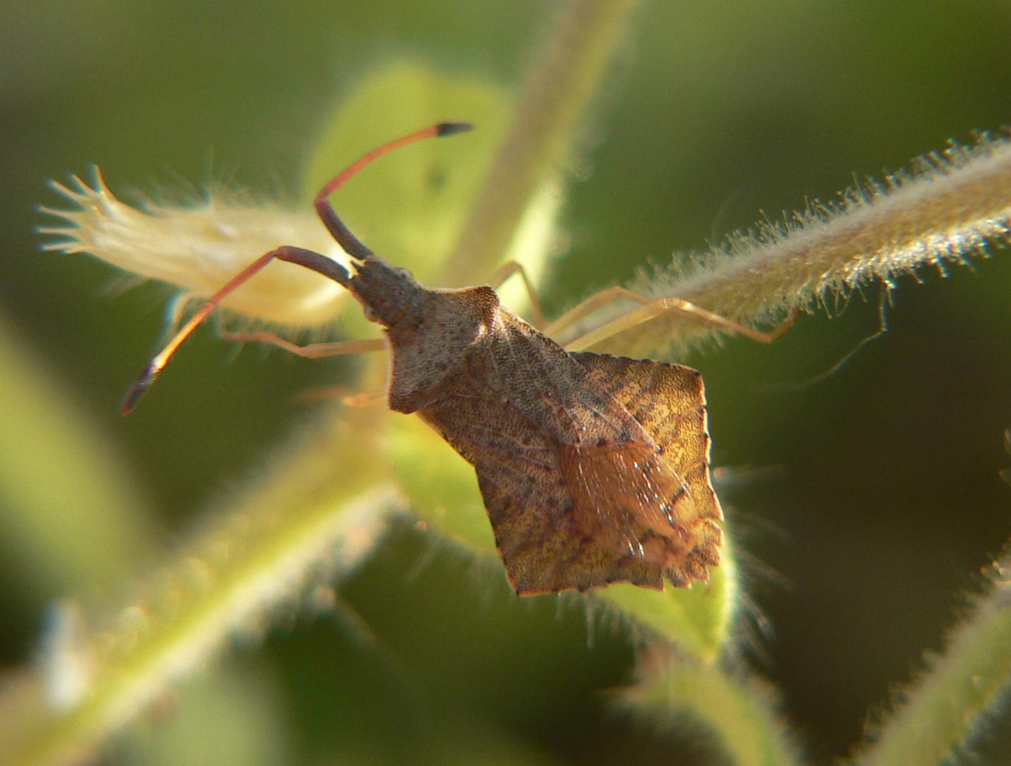 Syromastus rhombeus