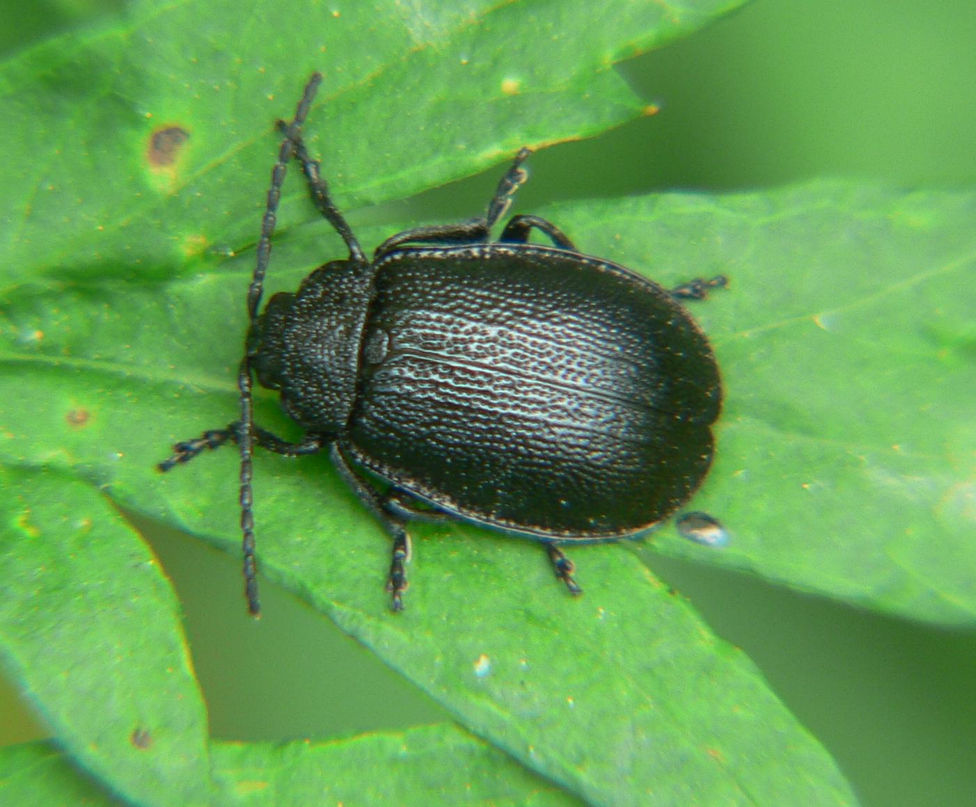 Coleoptera - Galeruca tanaceti