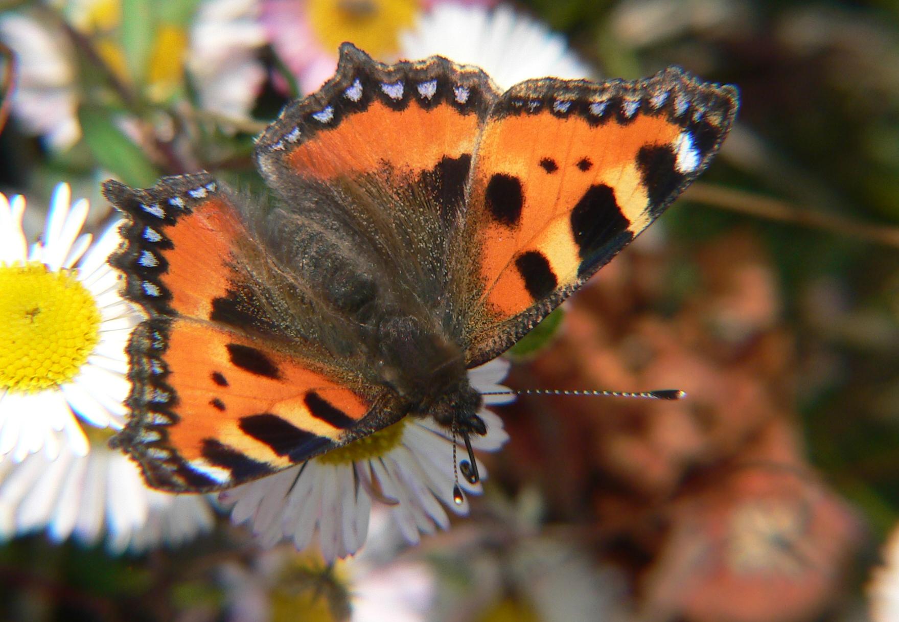 Aglais urticae ?