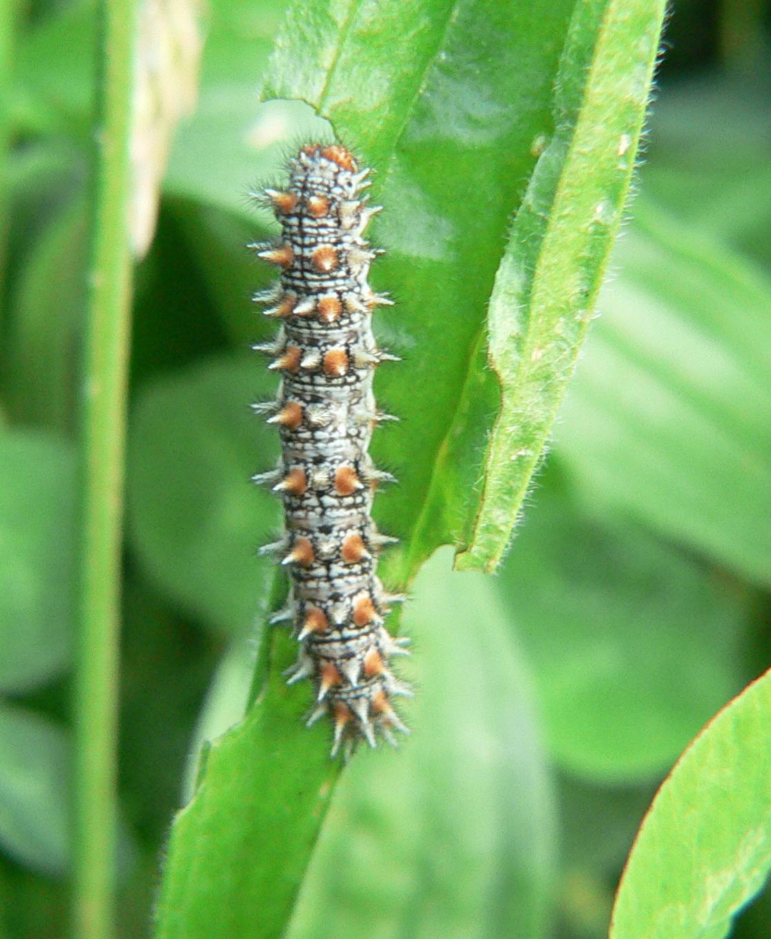 Bruco di Melitaea didyma