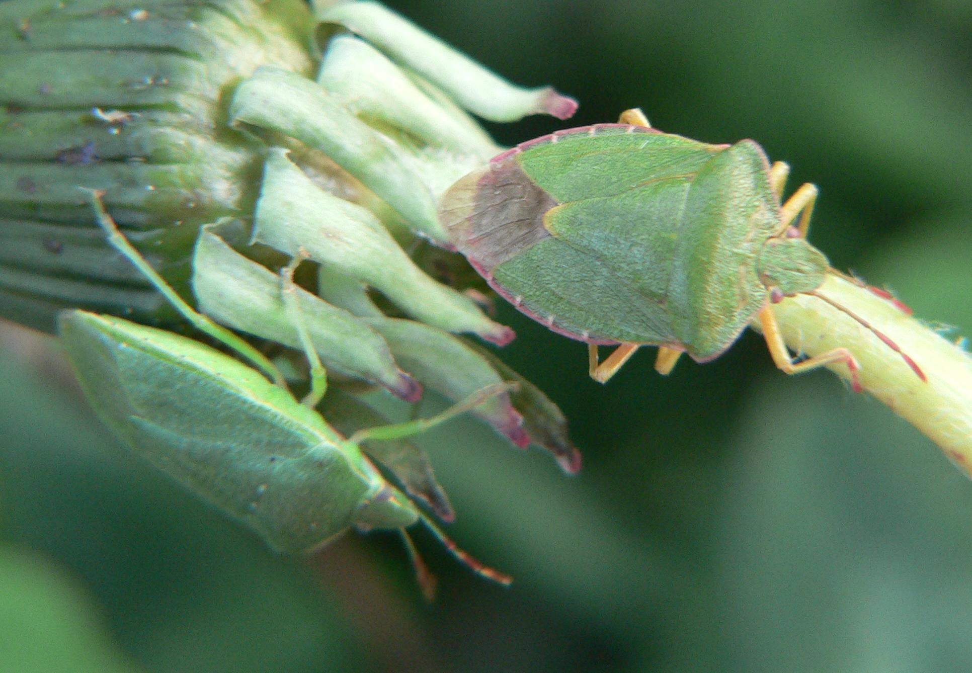 Due Pentatomidae