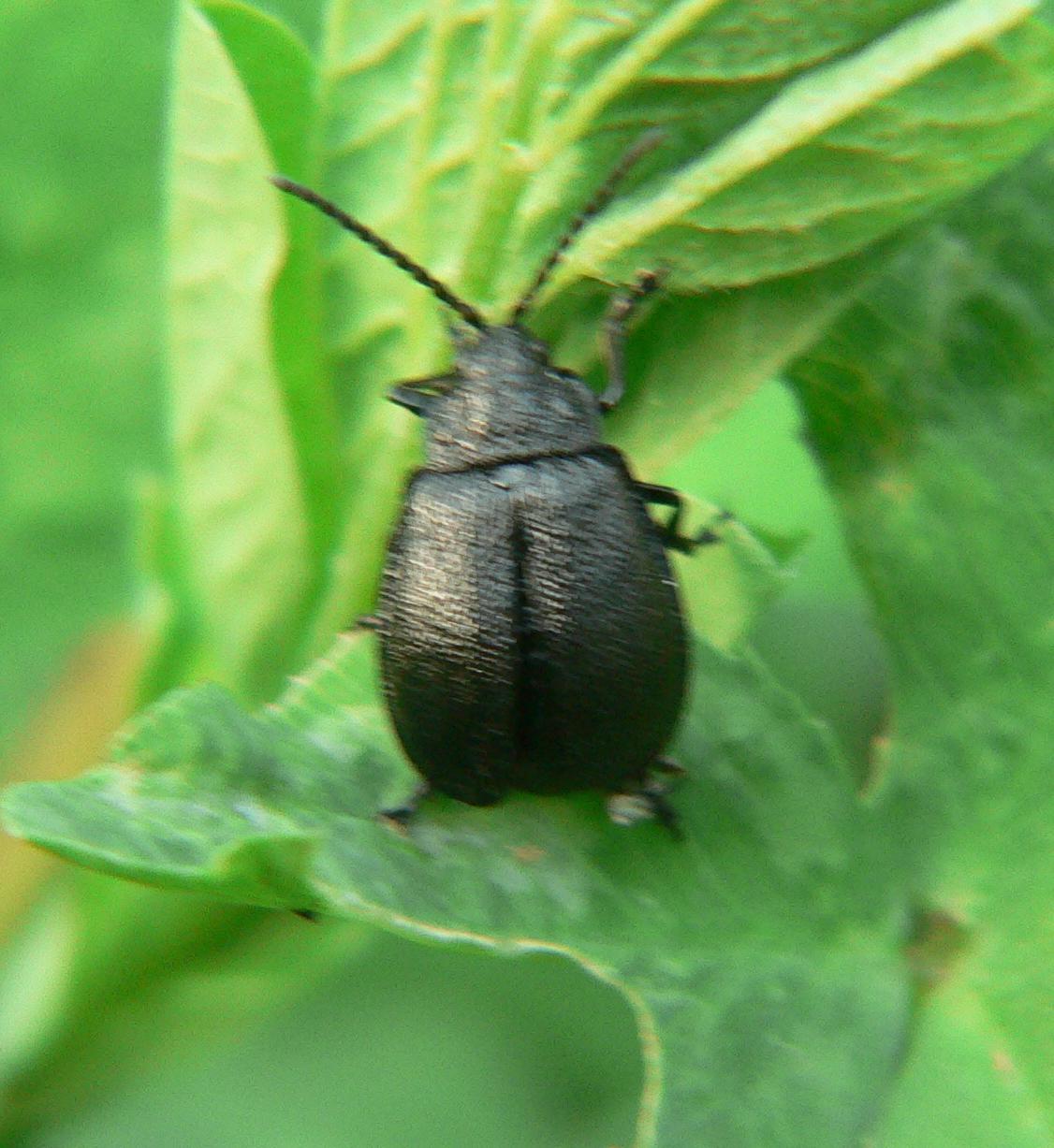 Coleoptera - Galeruca tanaceti