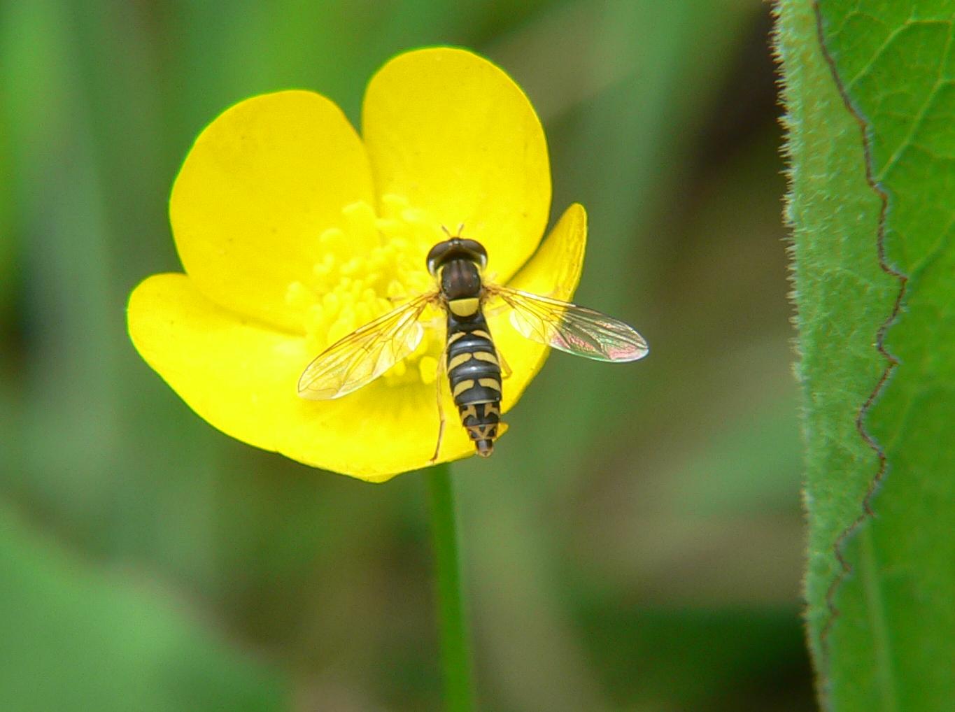 Diptera:  Sphaerophoria sp.