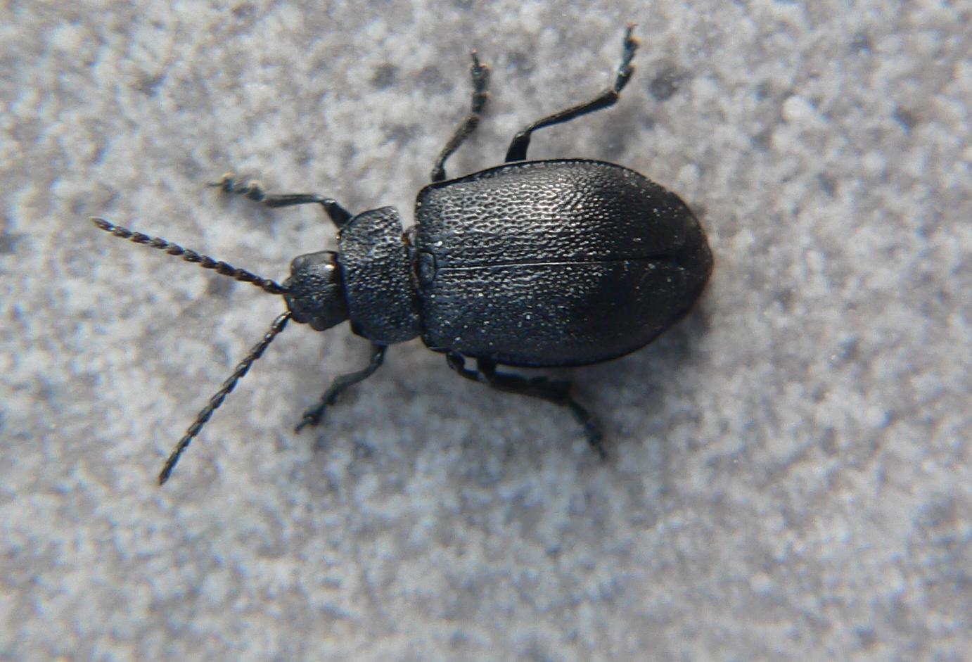 Coleoptera - Galeruca tanaceti