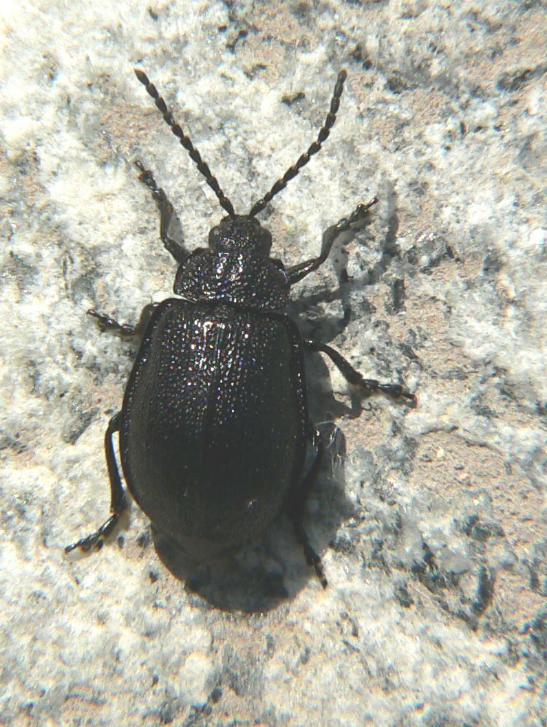 tre Coleoptera