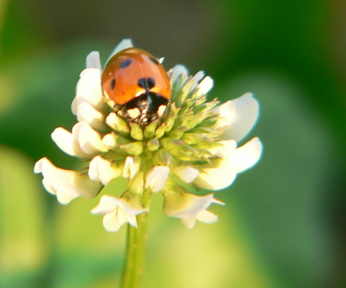 Coccinella septempunctata