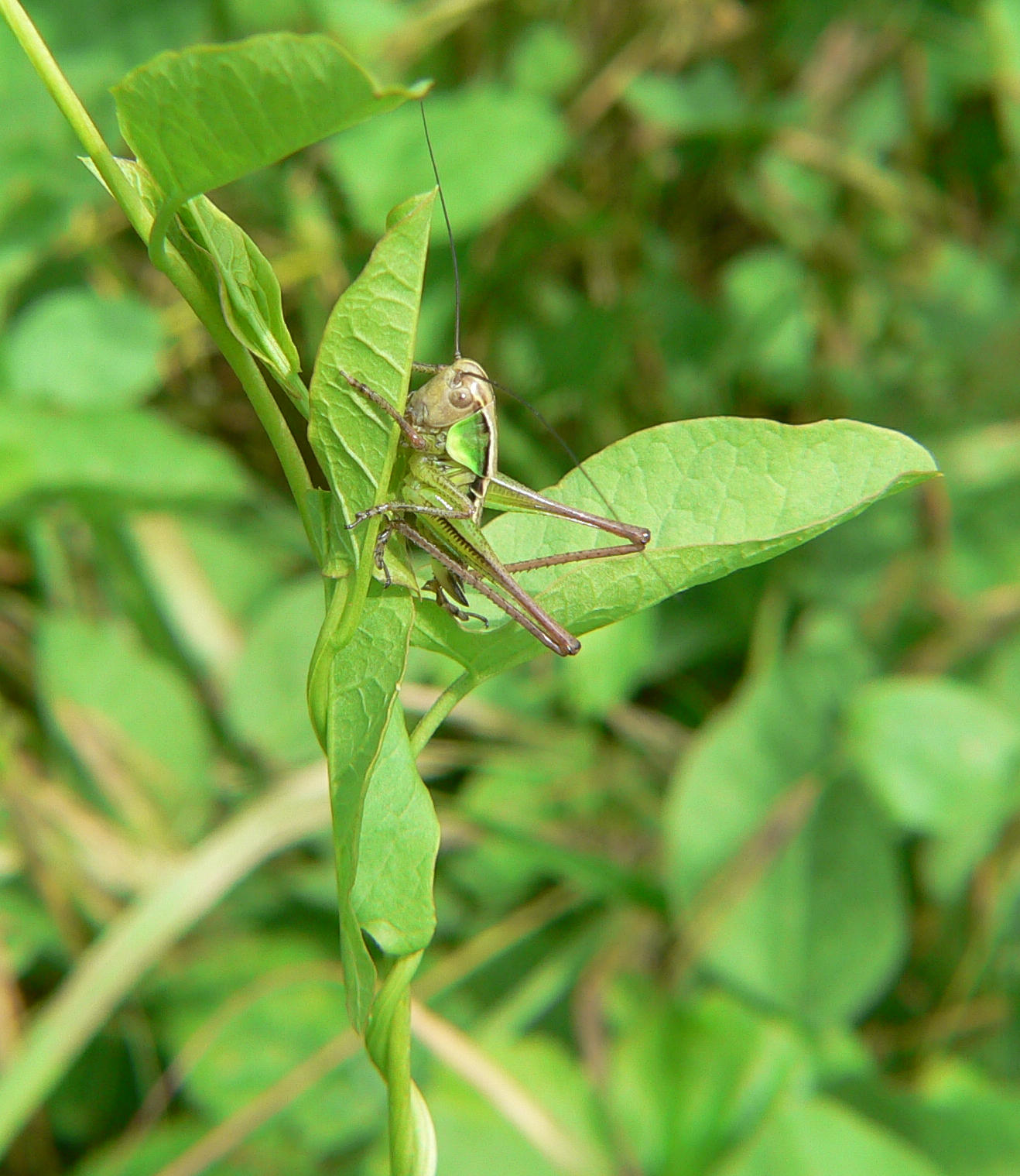 larva di Orthoptera