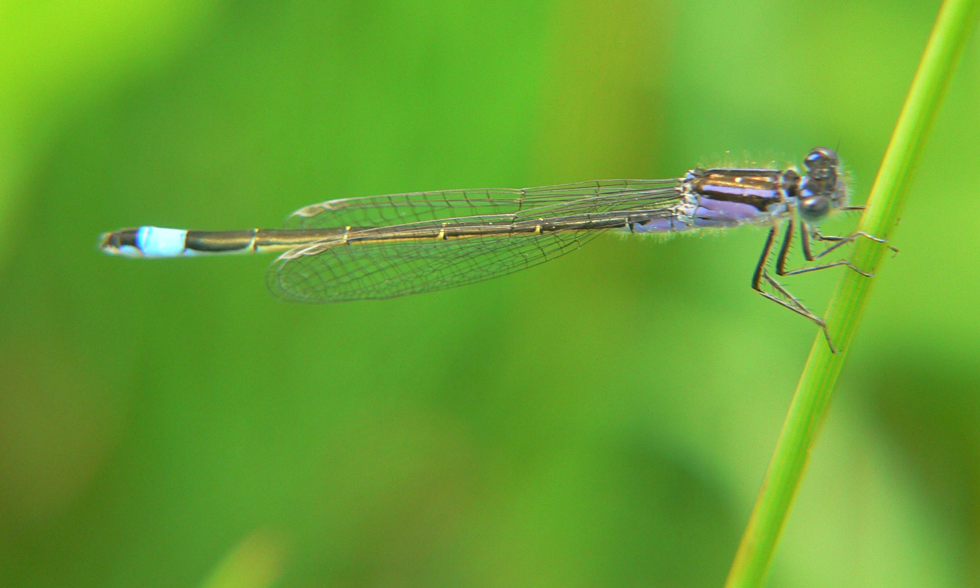 Ischnura elegans - forma violacea