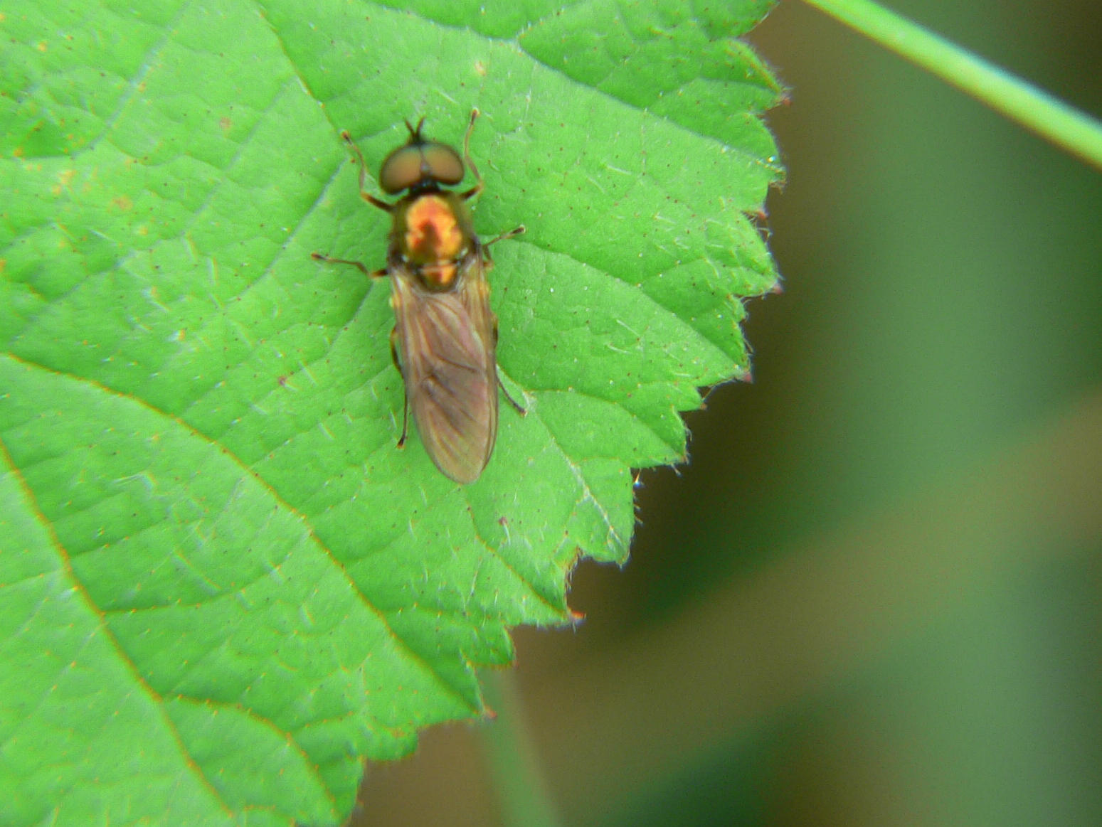 Chloromyia formosa (maschio)