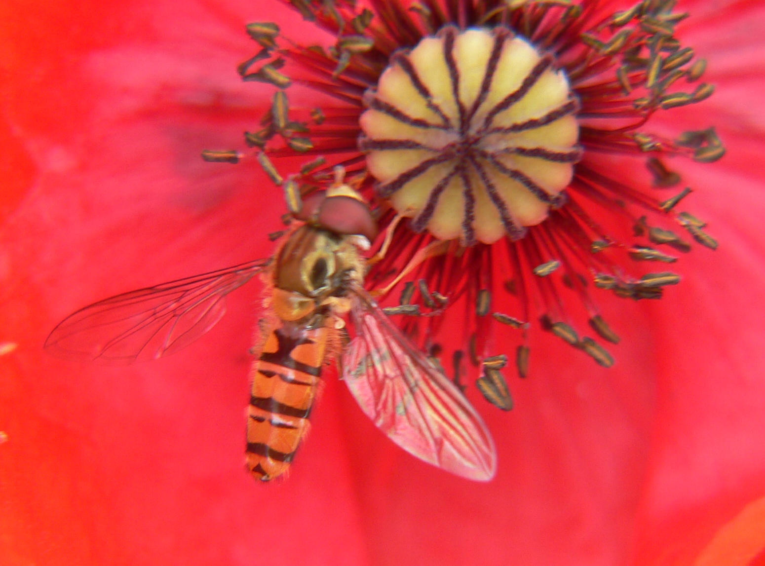 Diptera da identificare