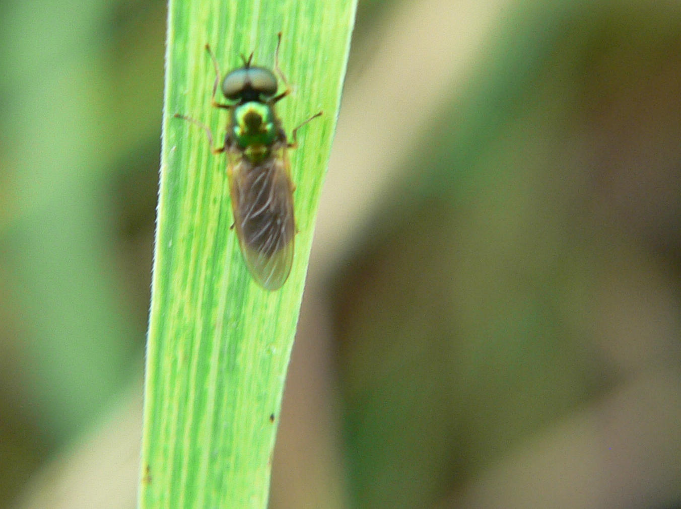 Chloromyia formosa (femmina)