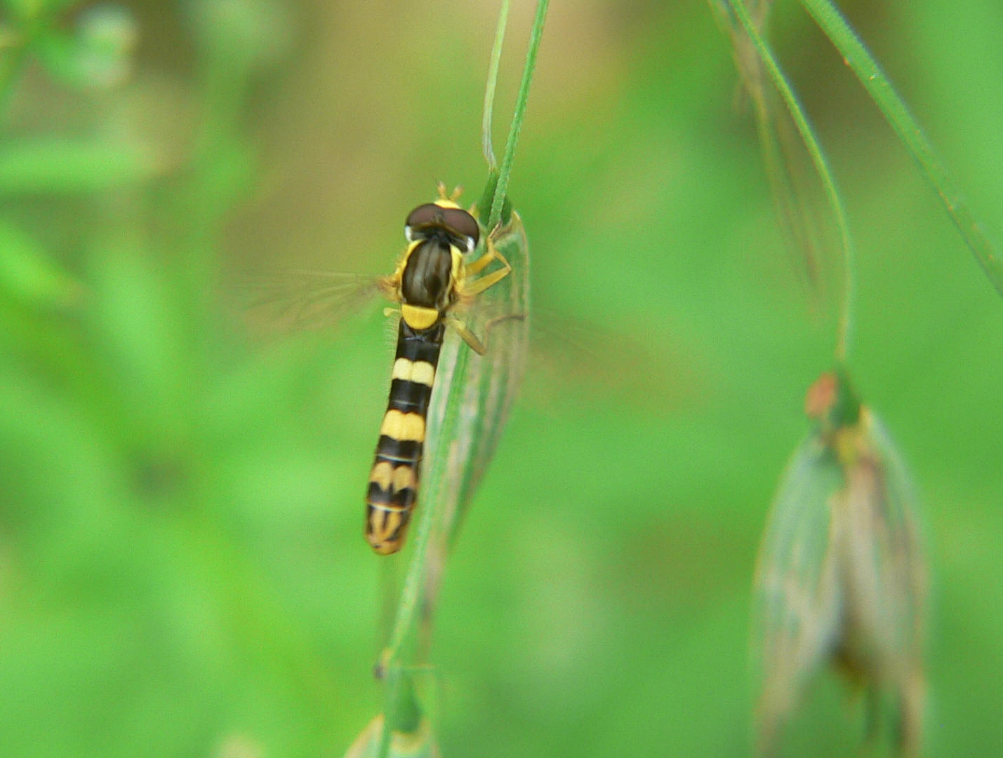 Sphaerophoria scripta