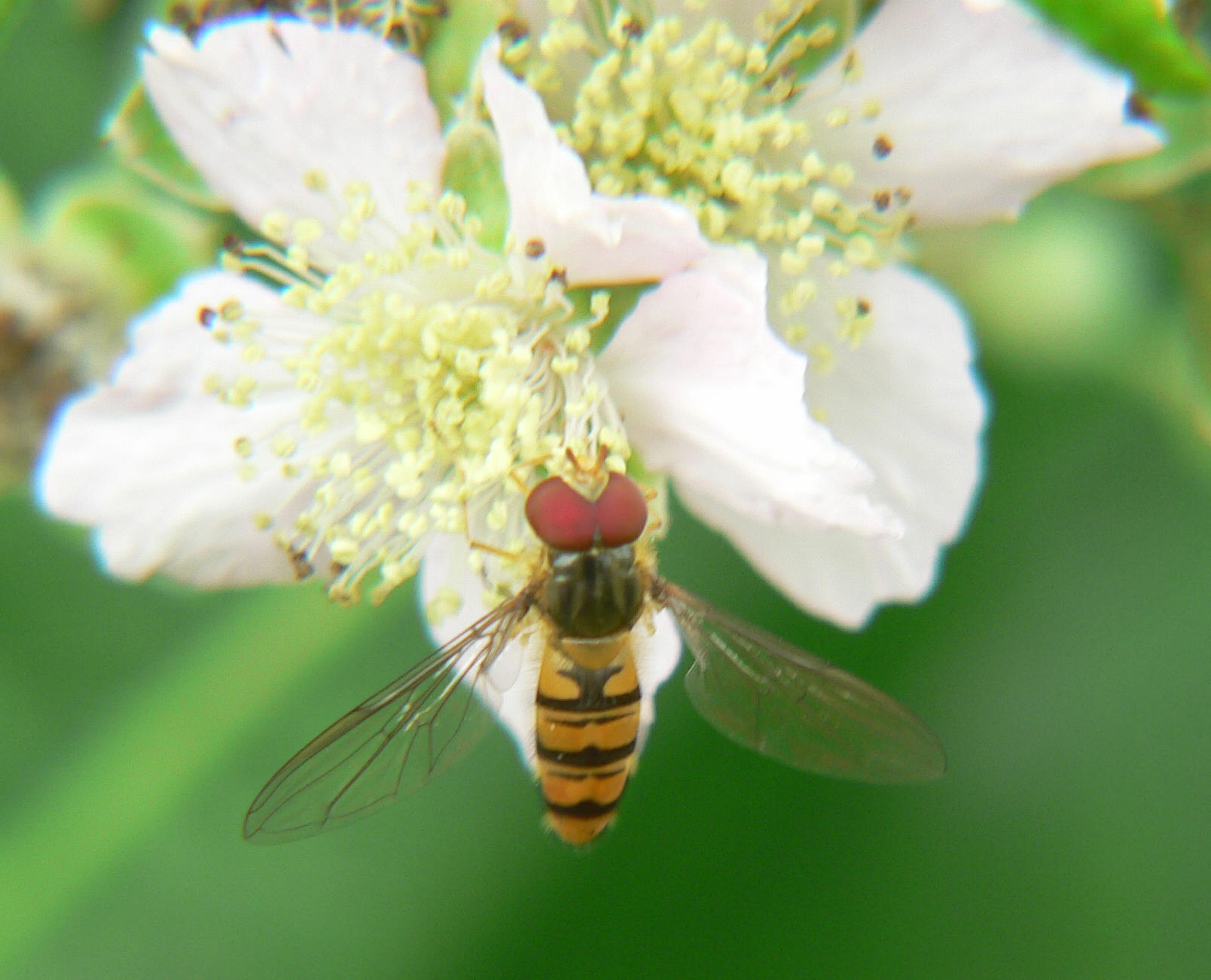 Diptera da identificare