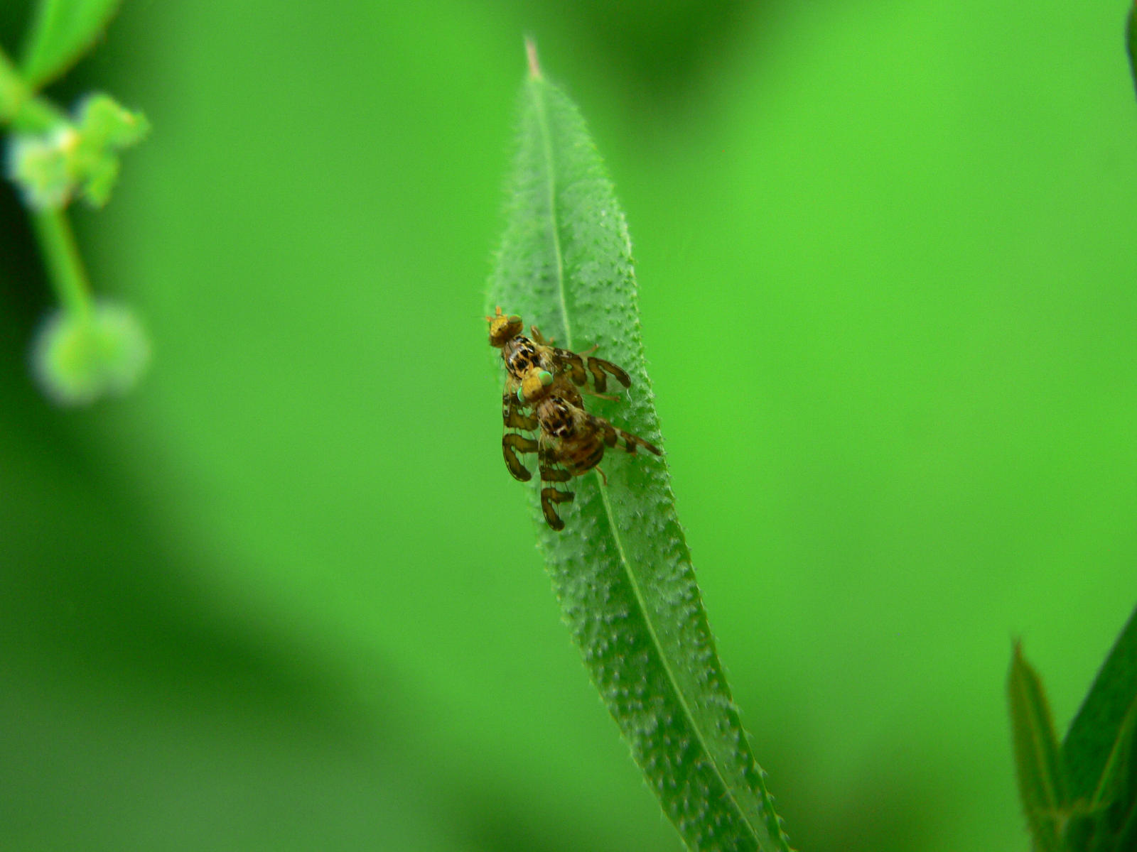 Tephritidae ? S,  Goniglossum wiedemanni