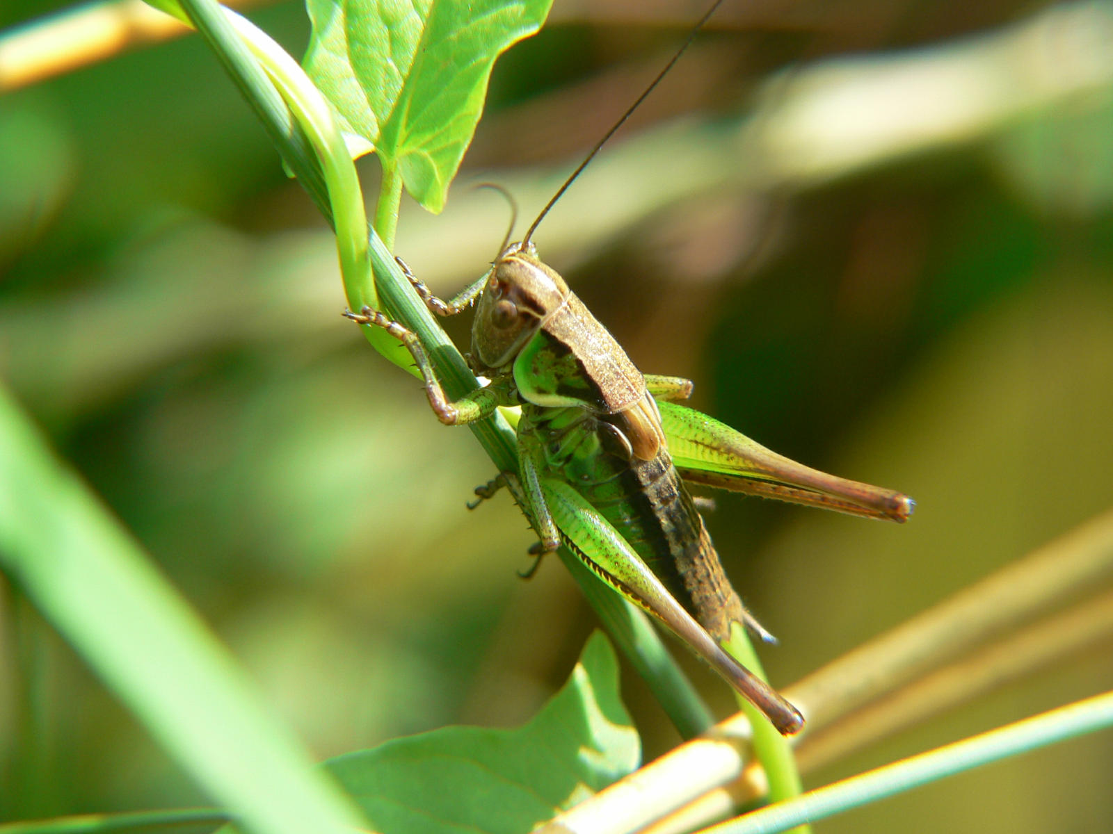 Tettigonidae - ninfa di Platycleis sp.