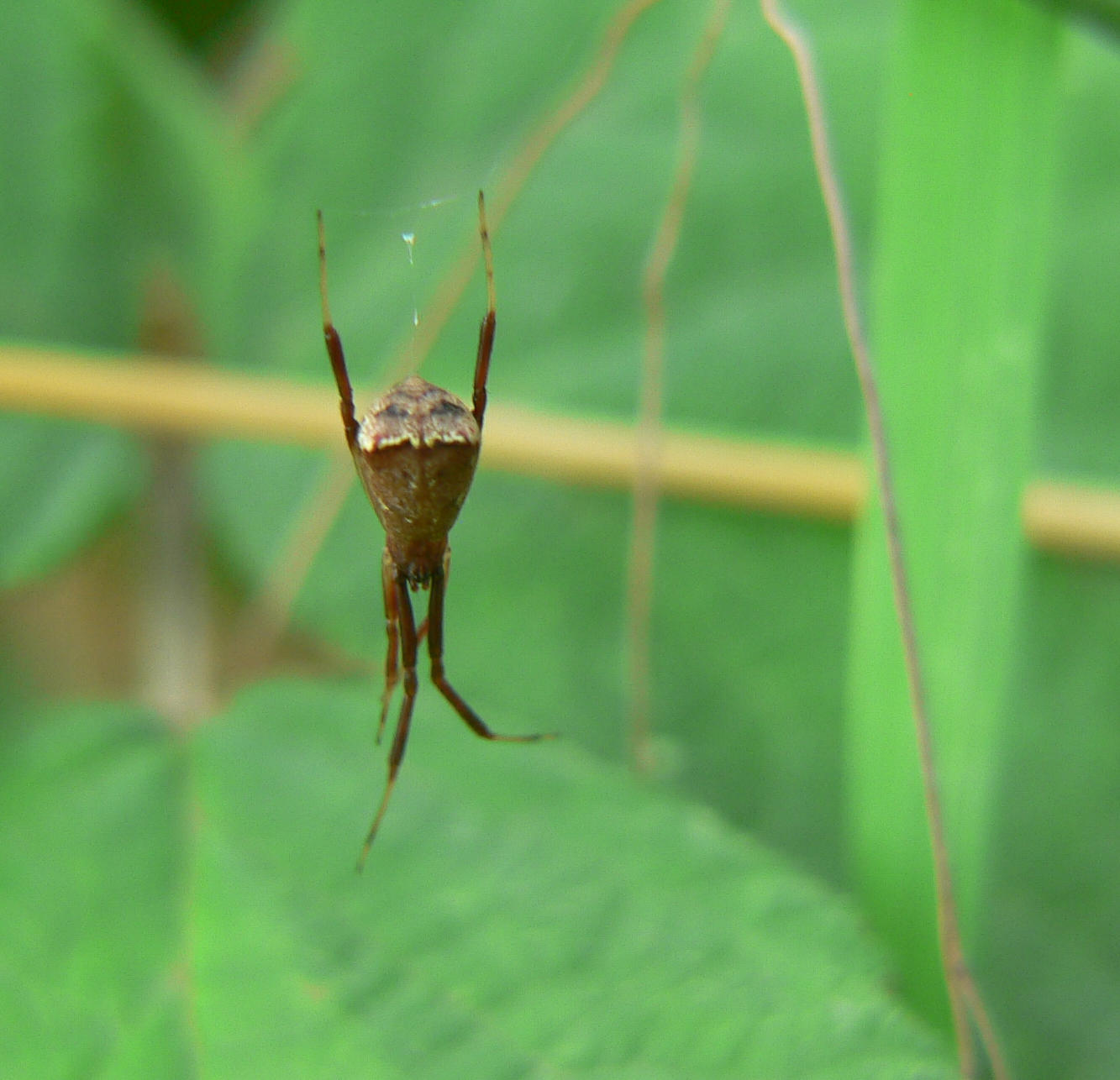 Episinus sp.