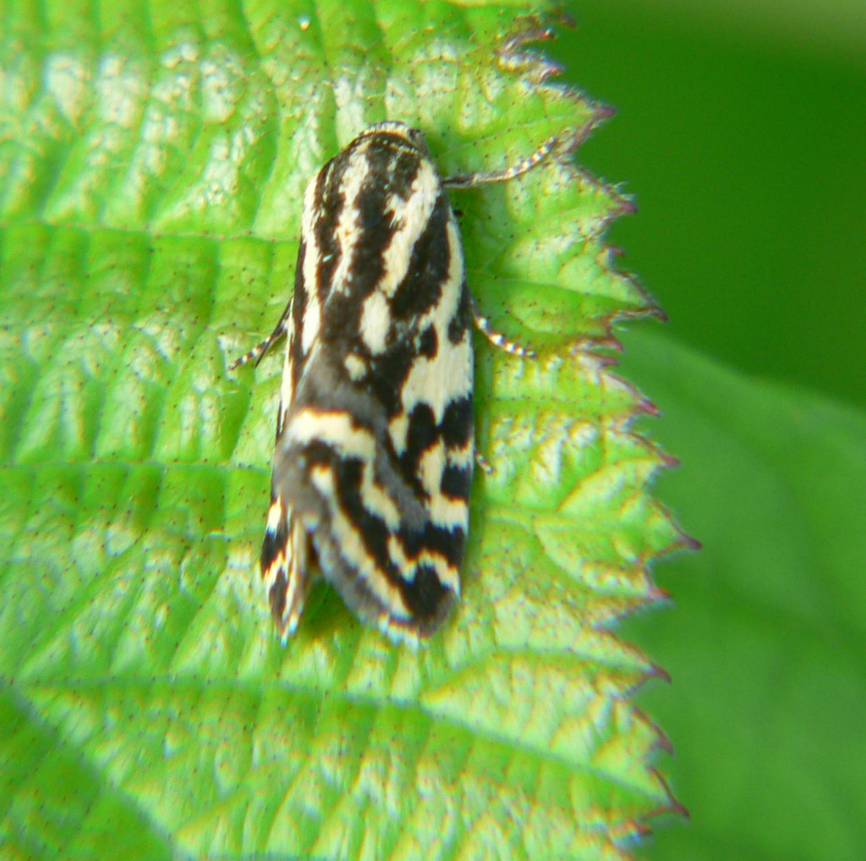 Emmelia trabealis