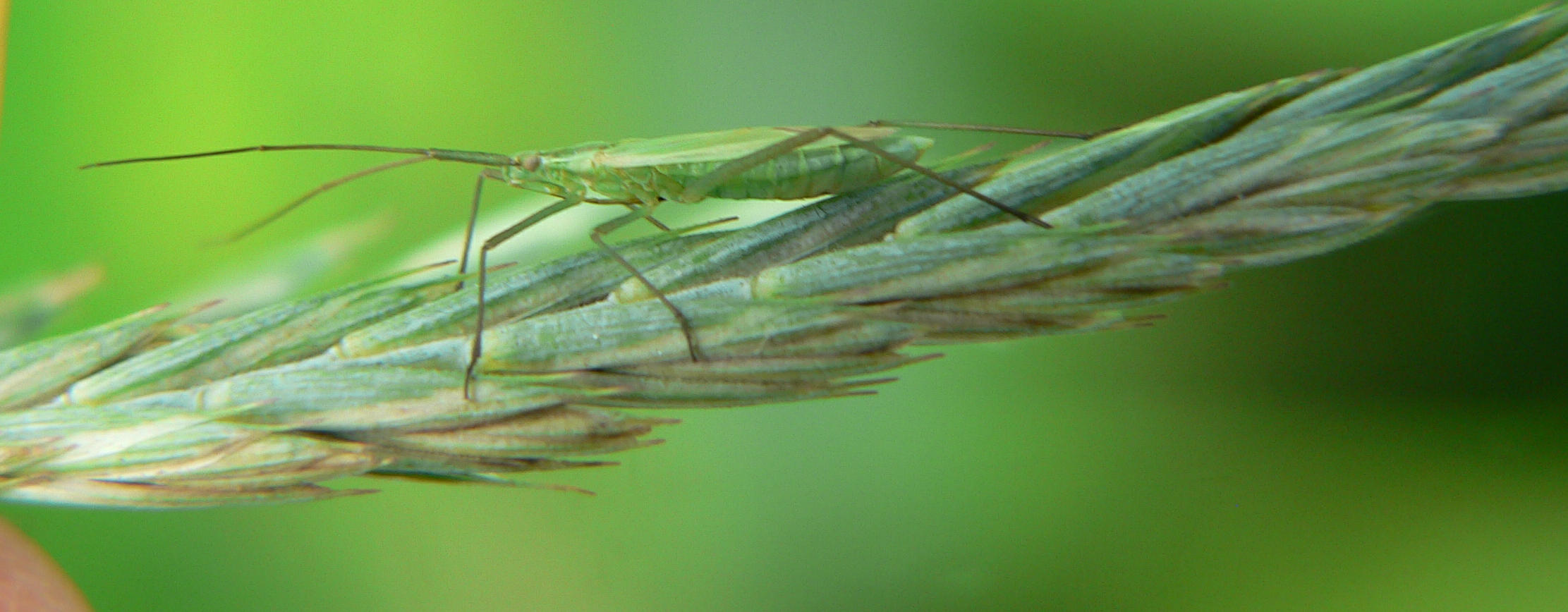 Megaloceroea recticornis