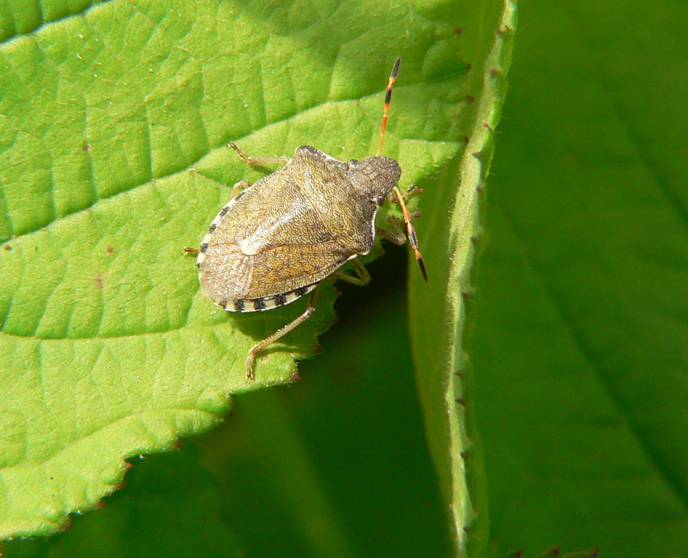 Holcostethus vernalis