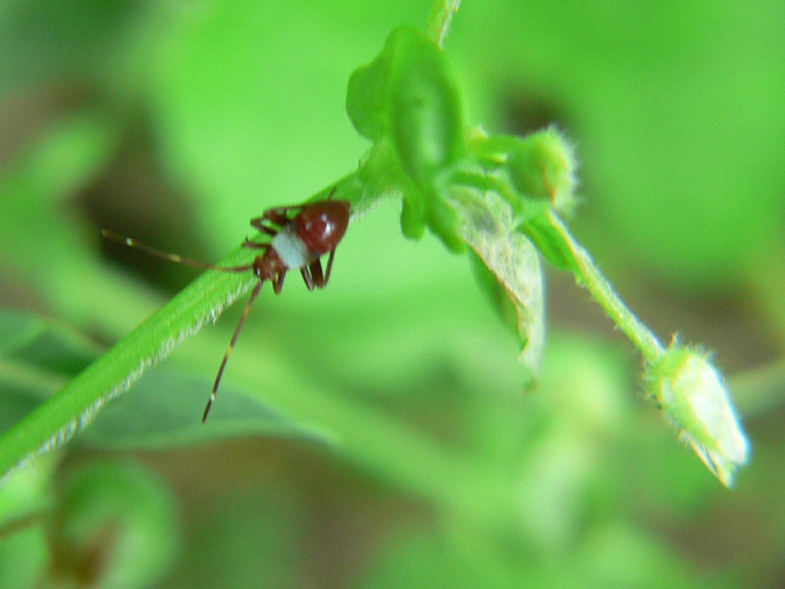 Closterotomus sp.