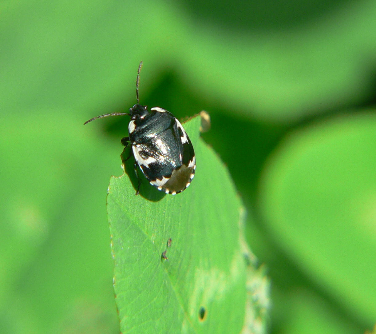 Tritomegas bicolor