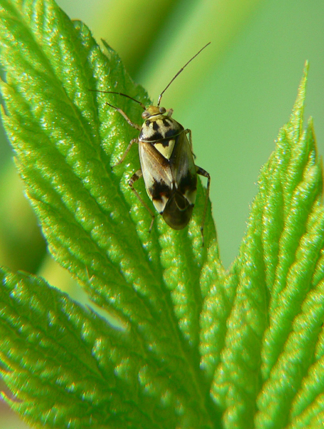 Lygus pratensis