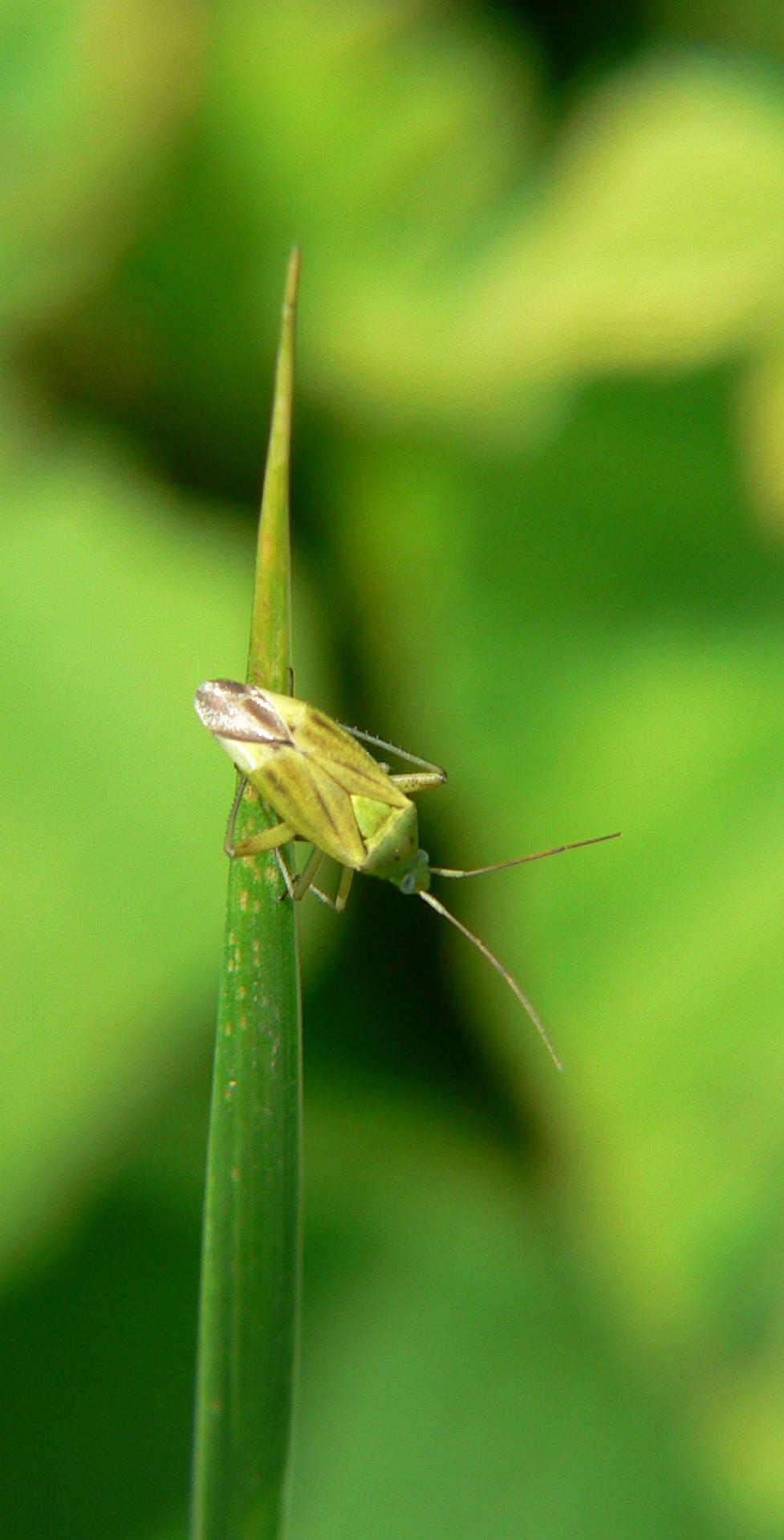 Closterotomus norwegicus