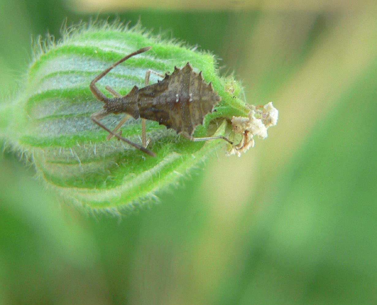 Coreus marginatus larva e adulto ?