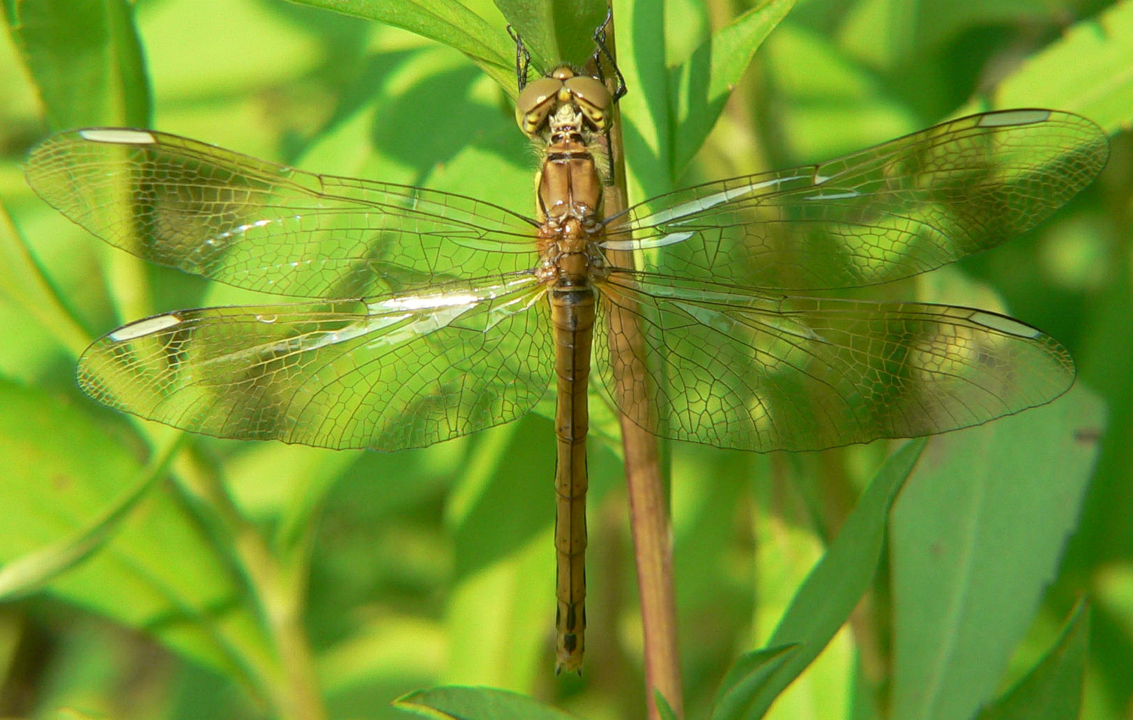 Sympetrum pedemontanum