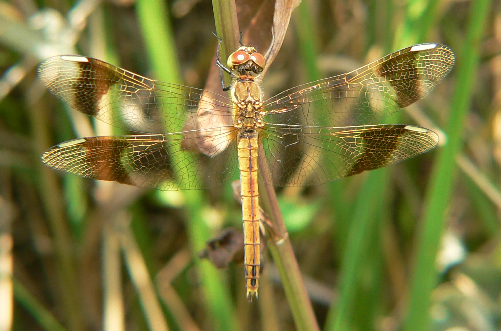 Sympetrum pedemontanum