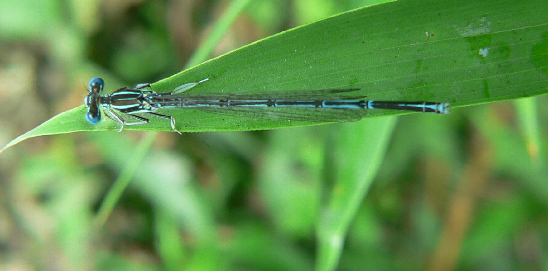 Platycnemis pennipes