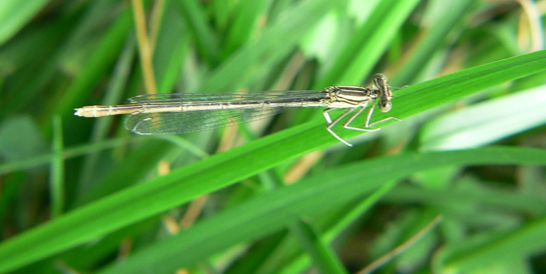 Platycnemis pennipes