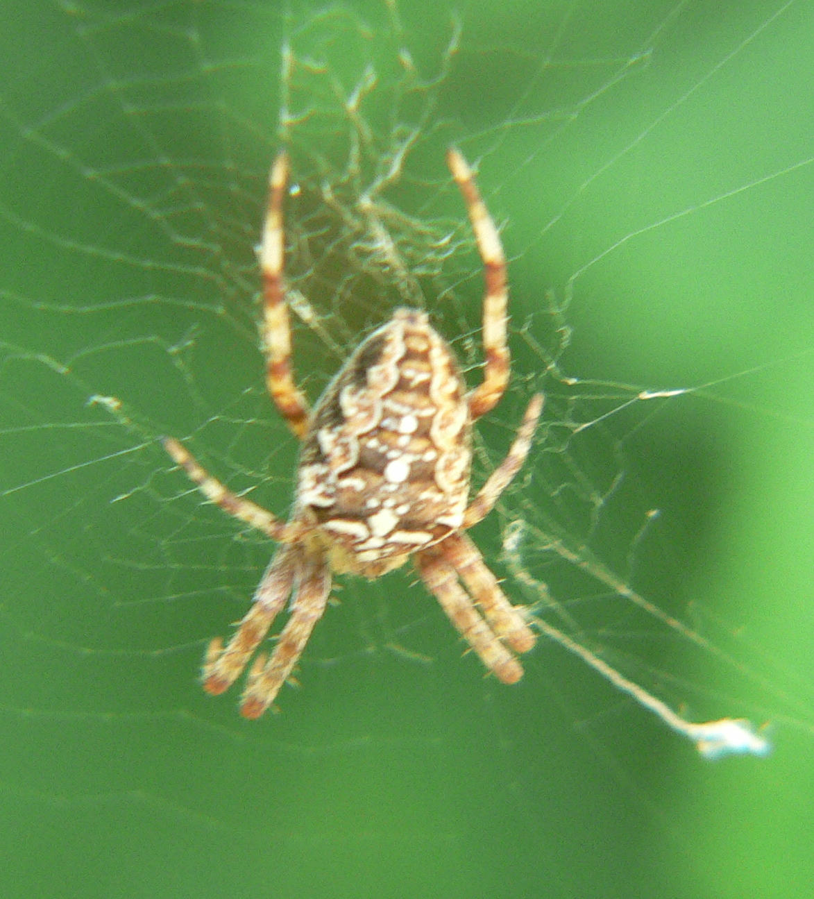 Araneus diademetus