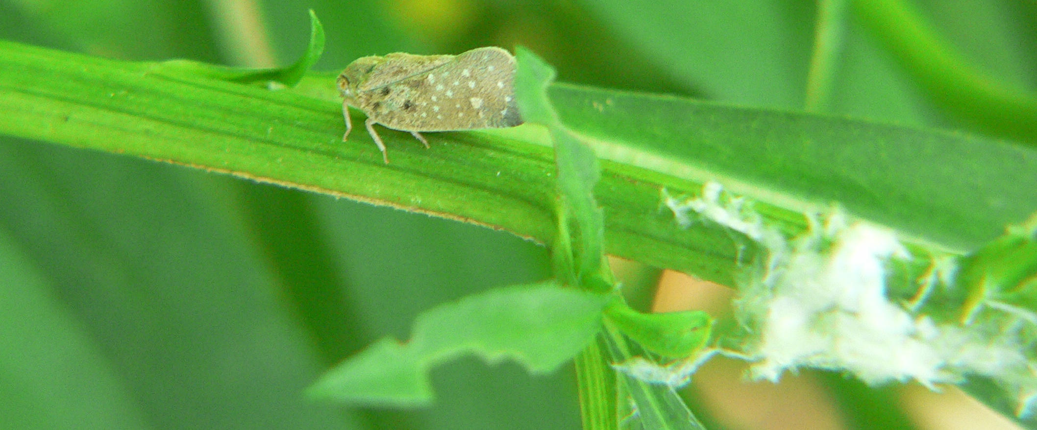 Metcalfa pruinosa e Philaenus spumarius