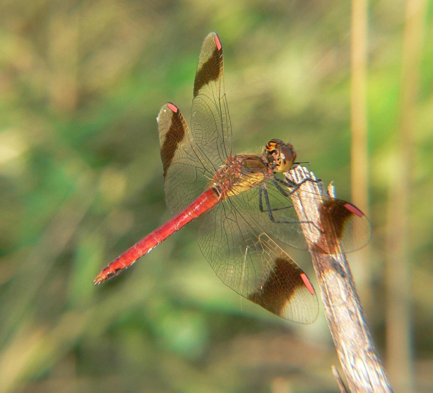 Sympetrum pedemontanum (maschio) ?