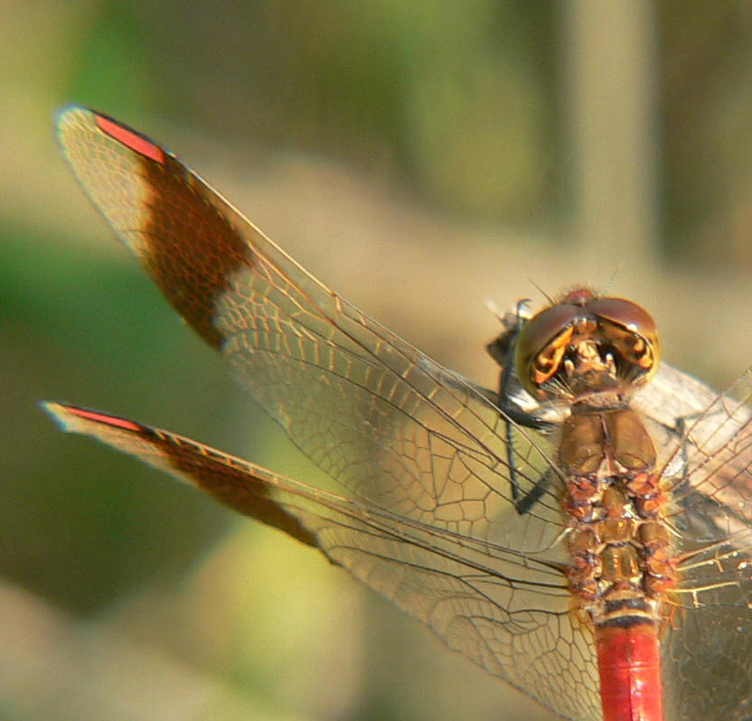 Sympetrum pedemontanum (maschio) ?