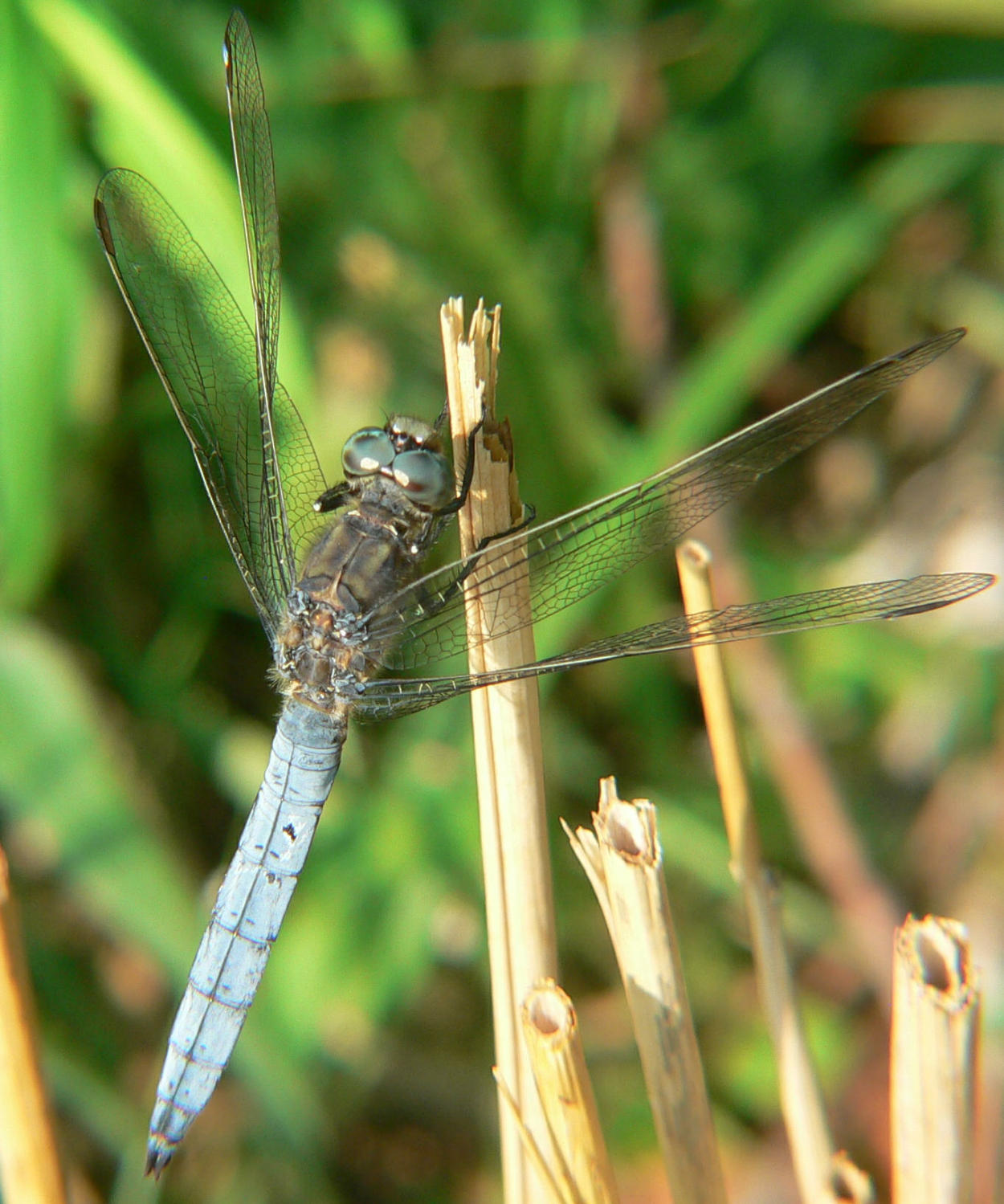 Orthetrum coerulescens (maschio) ?