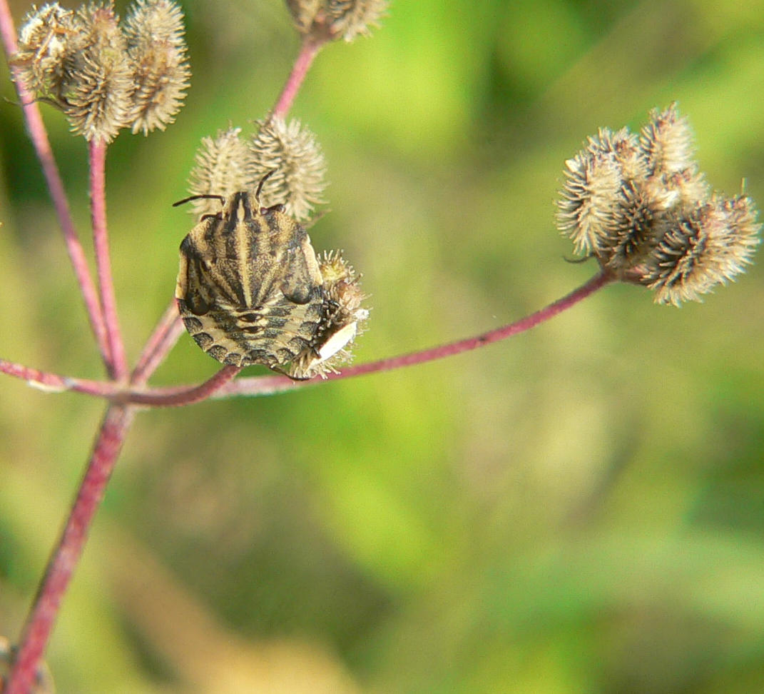 Graphosoma italicum - larva