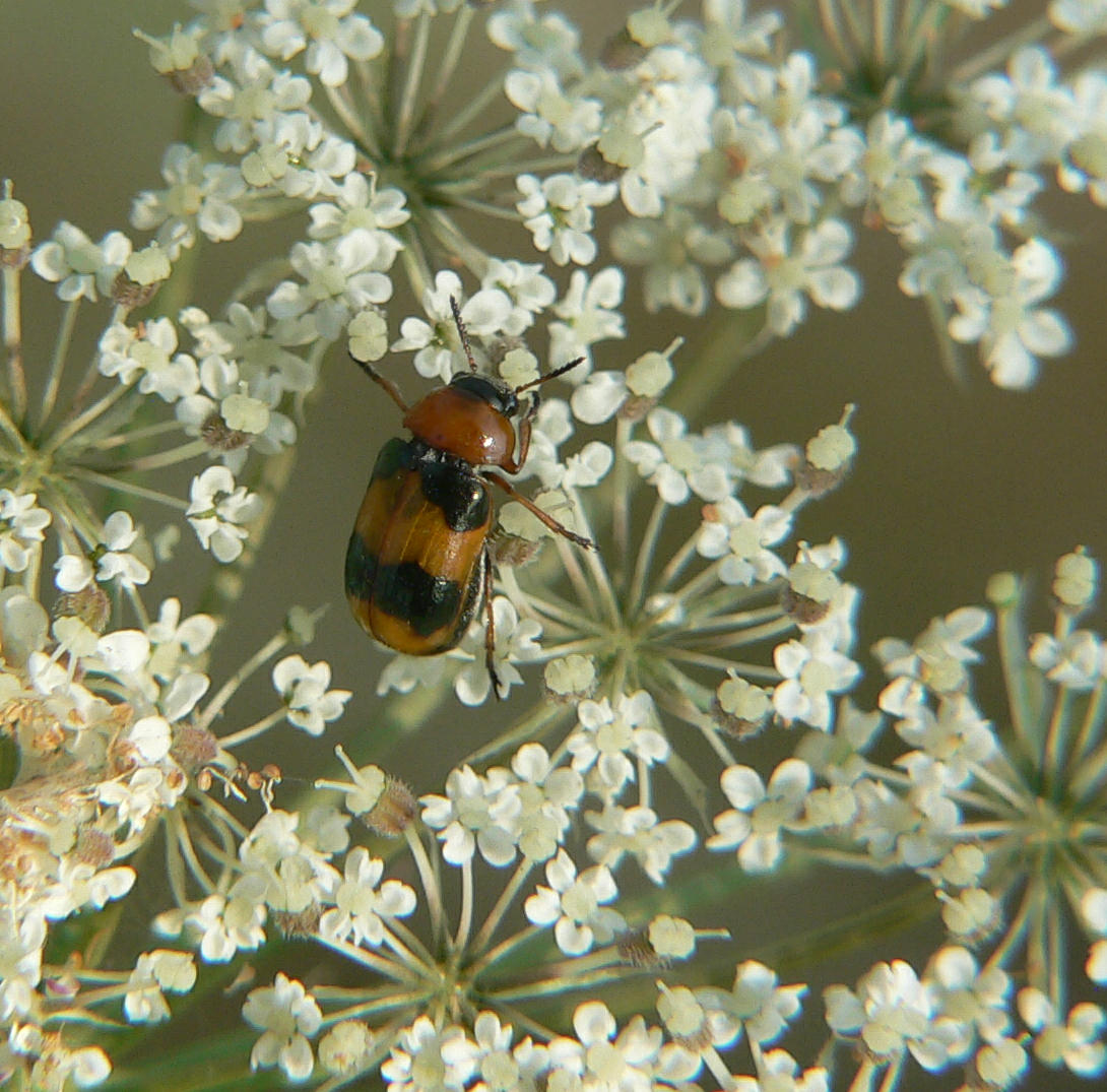 Coptocephala unifasciata di Segrate