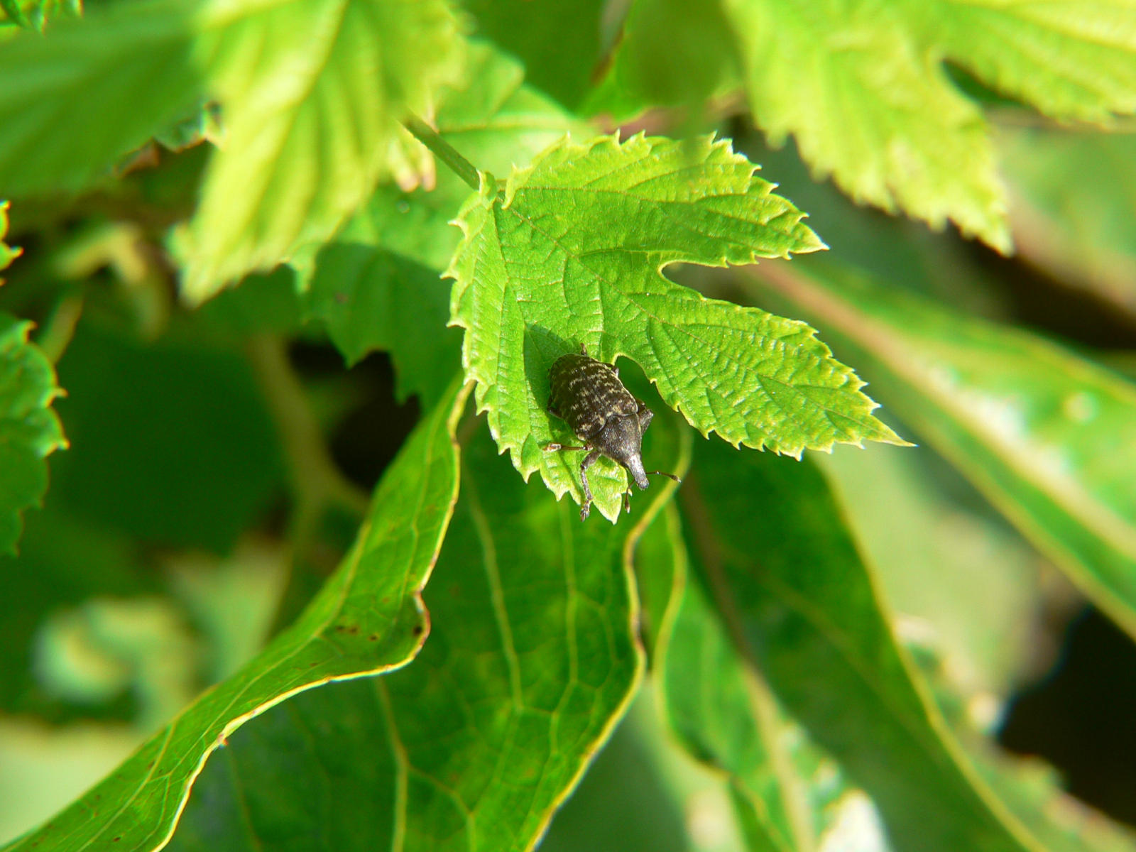 Curculionidae: Larinus turbinatus