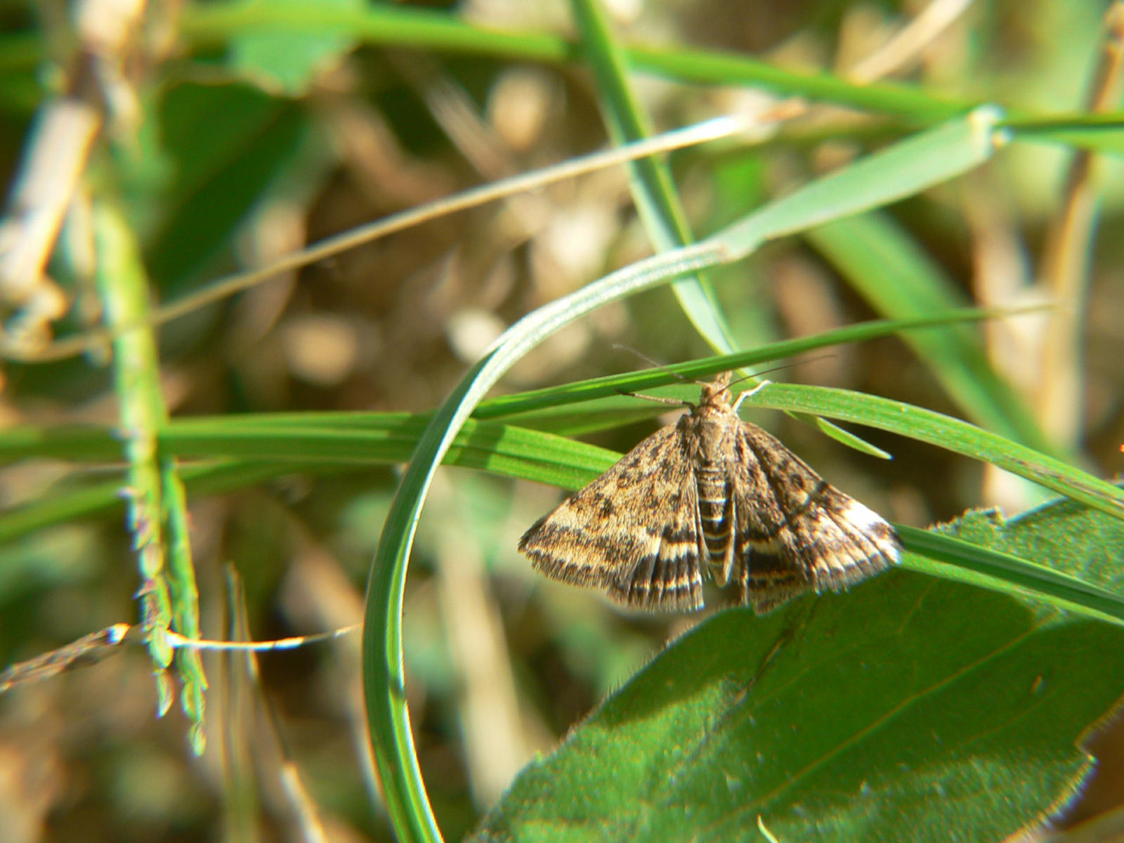 Ledidoptera da identificare (1)