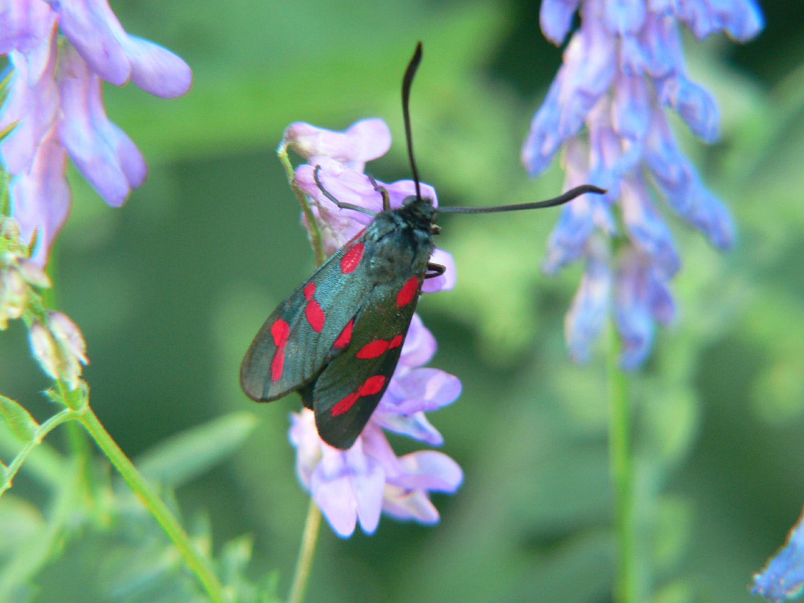 Zygaena filipendulae ?